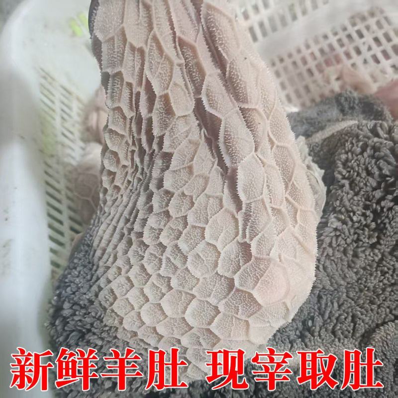 羊肚新鲜羊肚肚包肉原材料羊肉馆餐馆专用