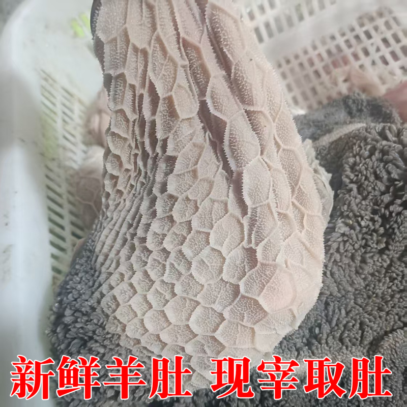 羊肚新鲜羊肚肚包肉原材料羊肉馆餐馆专用