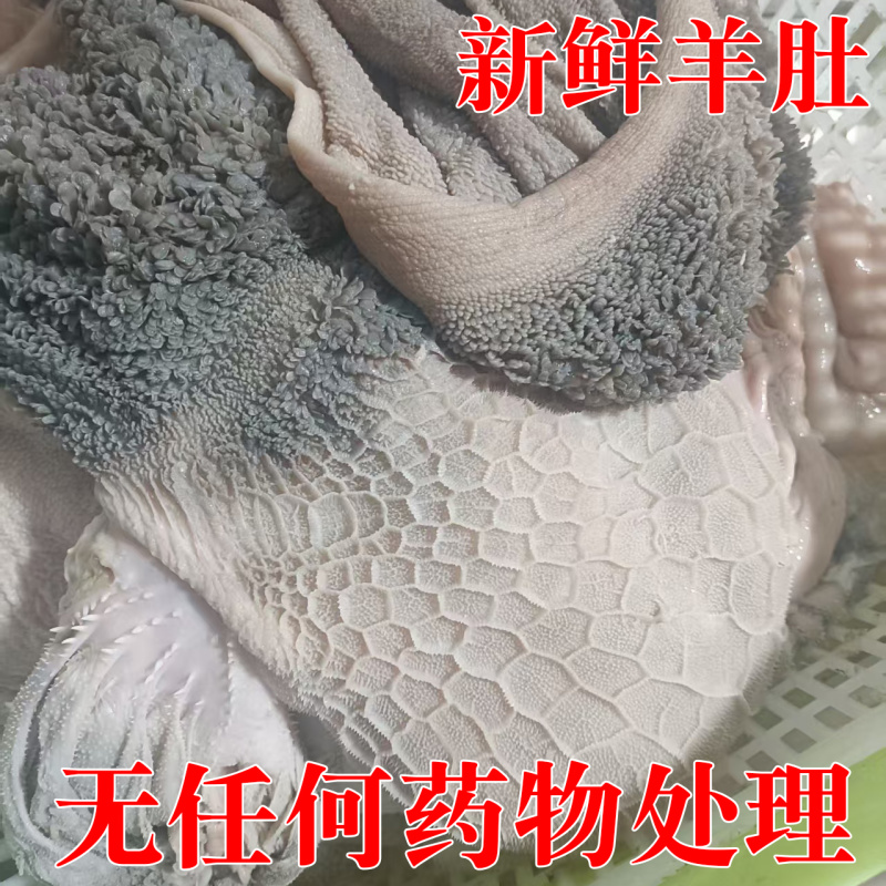 羊肚新鲜羊肚肚包肉原材料羊肉馆餐馆专用