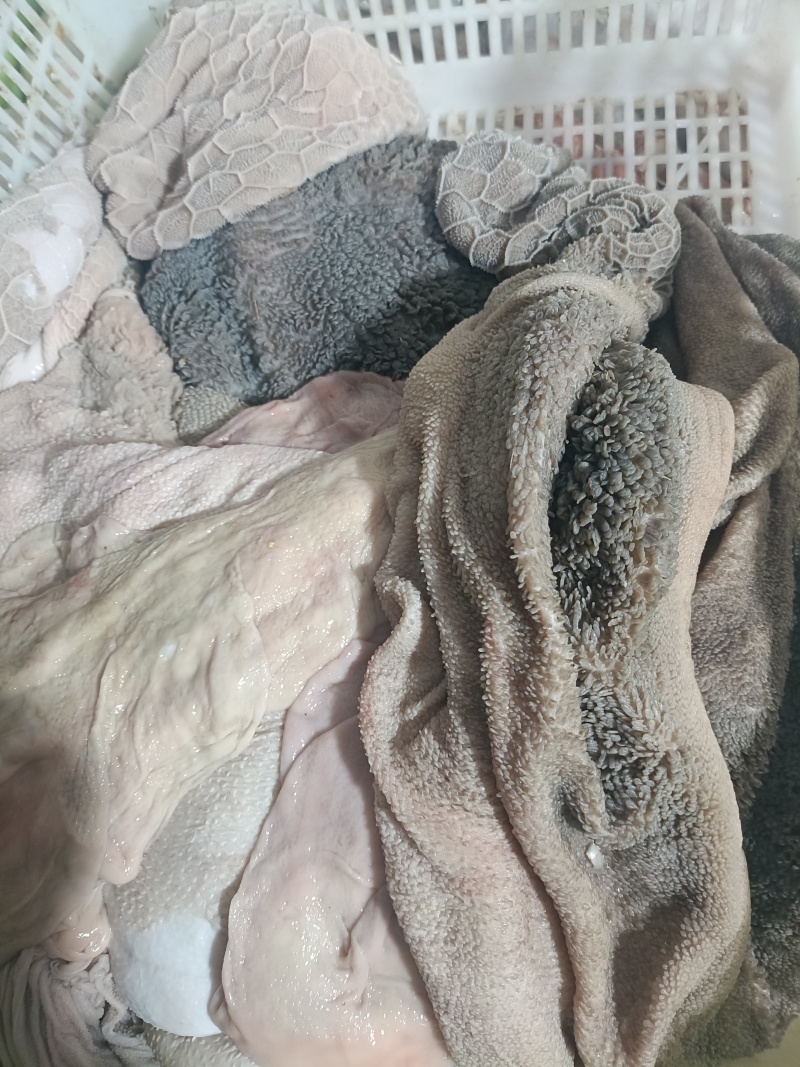 羊肚新鲜羊肚肚包肉原材料羊肉馆餐馆专用