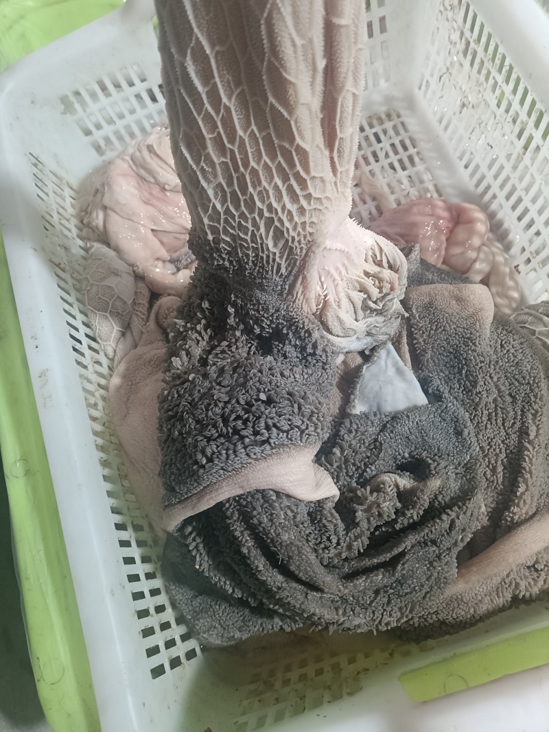 羊肚新鲜羊肚肚包肉原材料羊肉馆餐馆专用