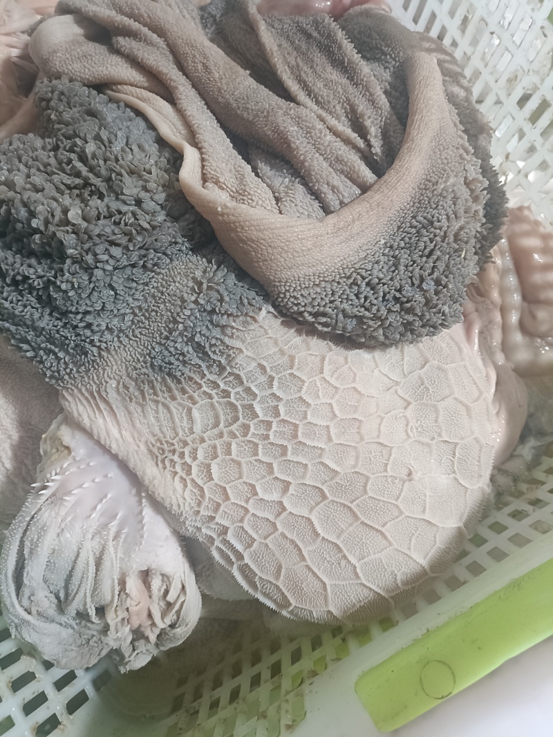 羊肚新鲜羊肚肚包肉原材料羊肉馆餐馆专用