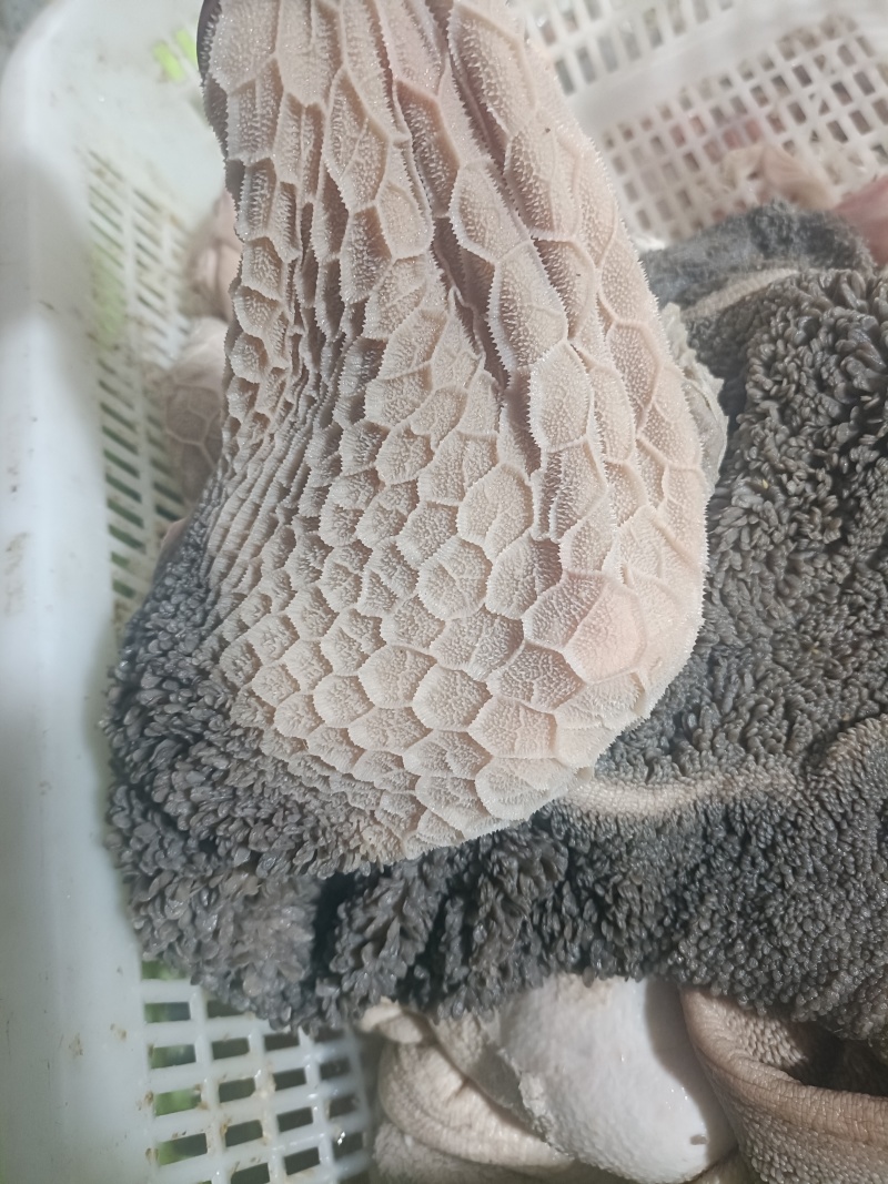 羊肚新鲜羊肚肚包肉原材料羊肉馆餐馆专用