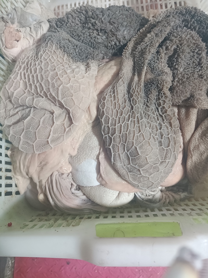 羊肚新鲜羊肚肚包肉原材料羊肉馆餐馆专用