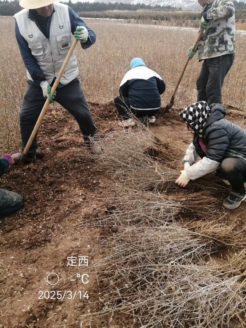 甘肃沙棘（状元黄）大果沙棘3年挂果，自己家里种植沙棘