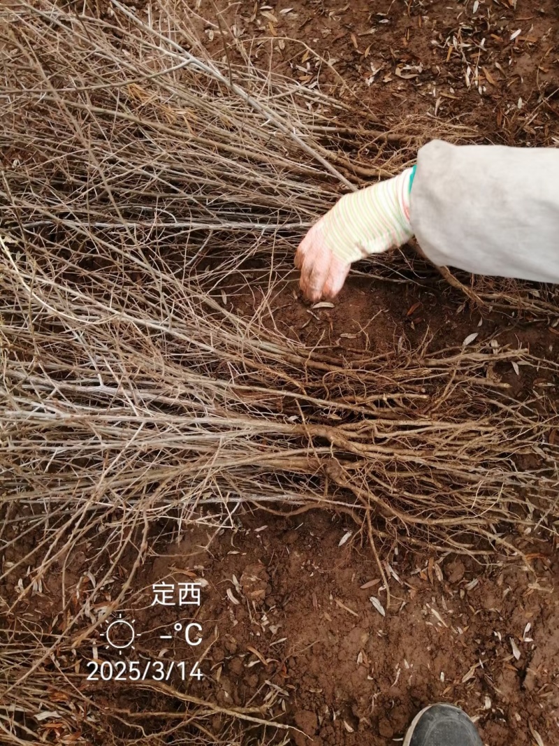 甘肃沙棘（状元黄）大果沙棘3年挂果，自己家里种植沙棘