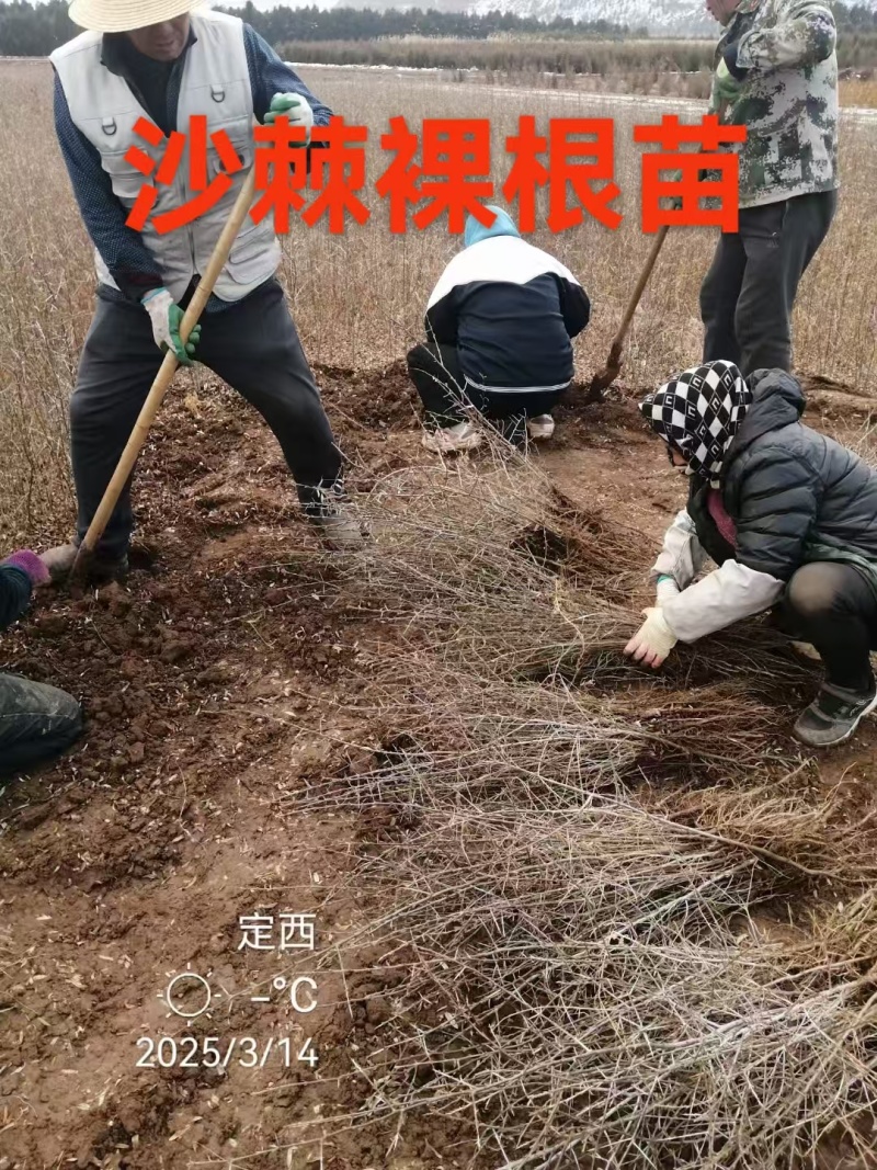 甘肃沙棘（状元黄）大果沙棘3年挂果，自己家里种植沙棘