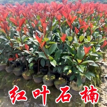 红叶石楠杯苗红花继木金森女贞绿化树庭院植物篱笆苗金叶女贞