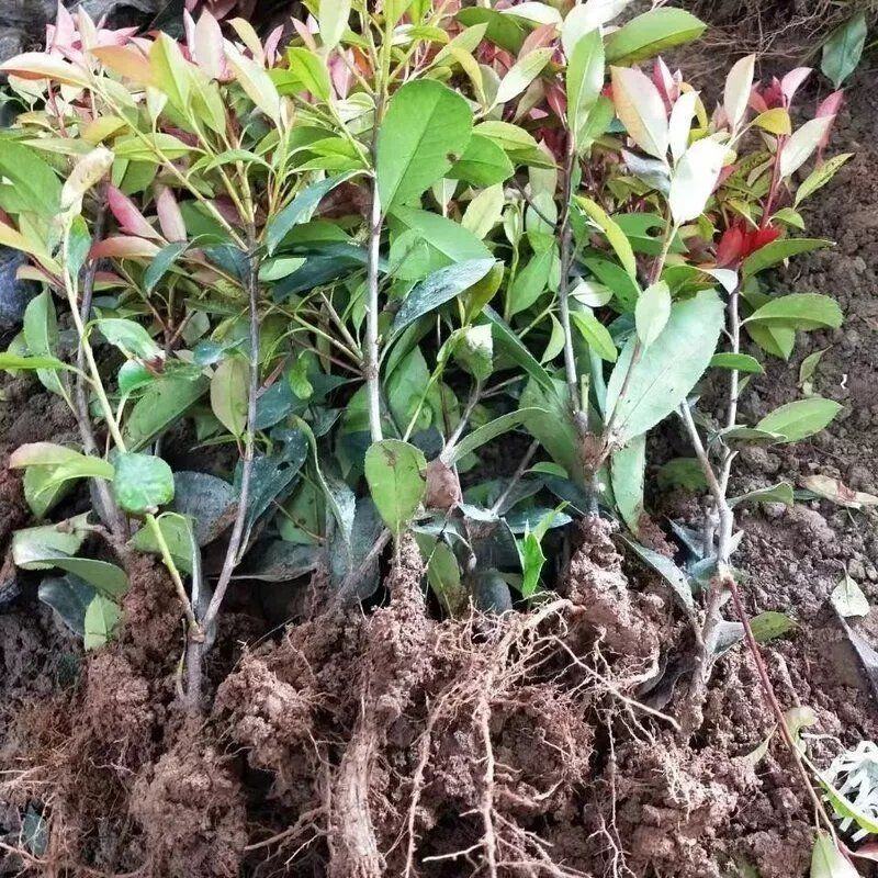 红叶石楠杯苗红花继木金森女贞绿化树庭院植物篱笆苗金叶女贞
