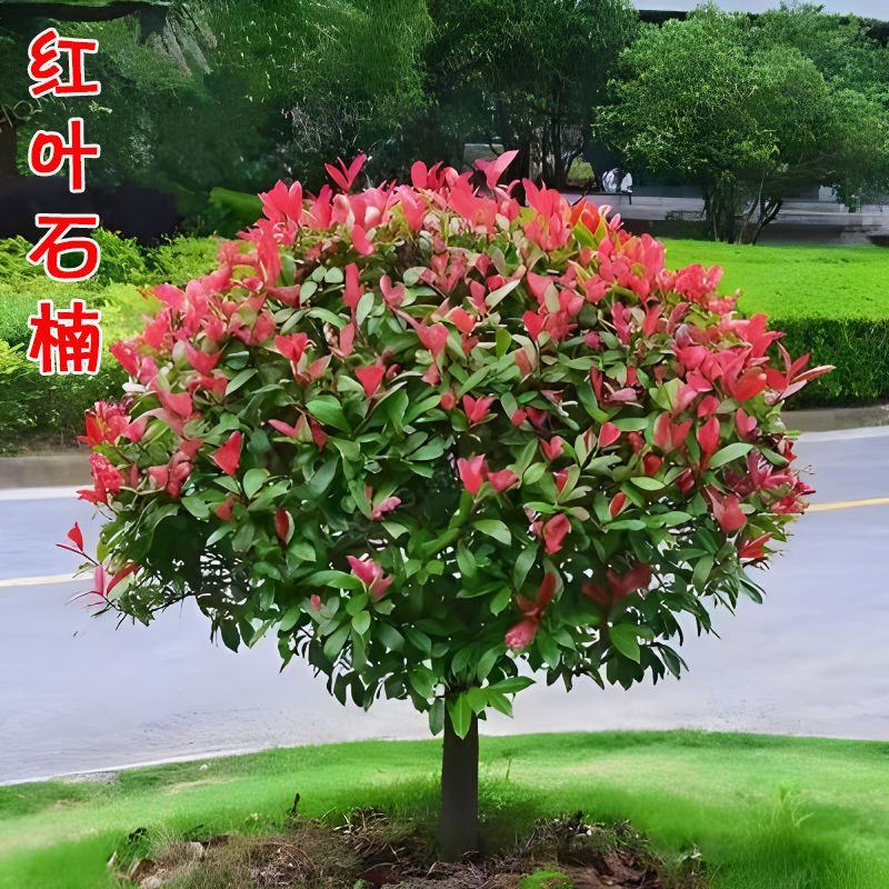 红叶石楠杯苗红花继木金森女贞绿化树庭院植物篱笆苗金叶女贞