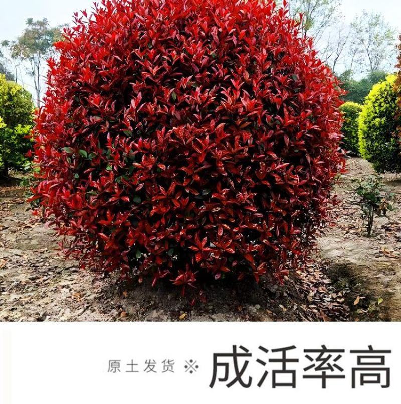 红叶石楠杯苗红花继木金森女贞绿化树庭院植物篱笆苗金叶女贞