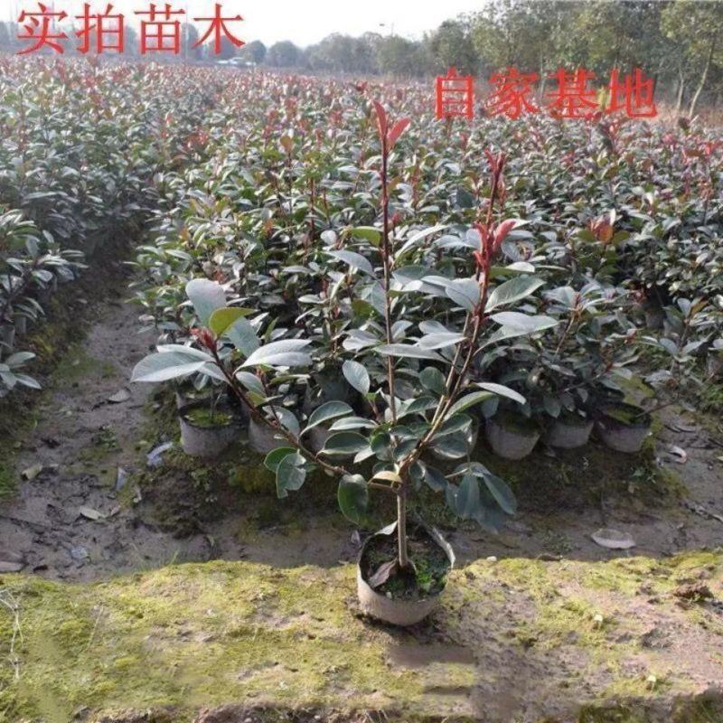红叶石楠杯苗红花继木金森女贞绿化树庭院植物篱笆苗金叶女贞