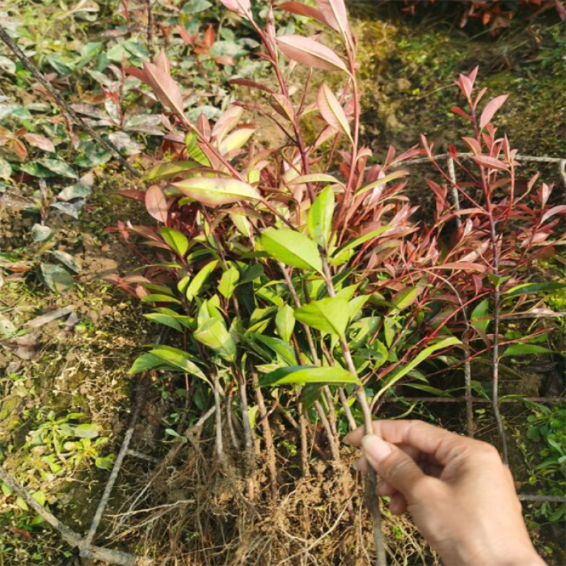 红叶石楠杯苗红花继木金森女贞绿化树庭院植物篱笆苗金叶女贞