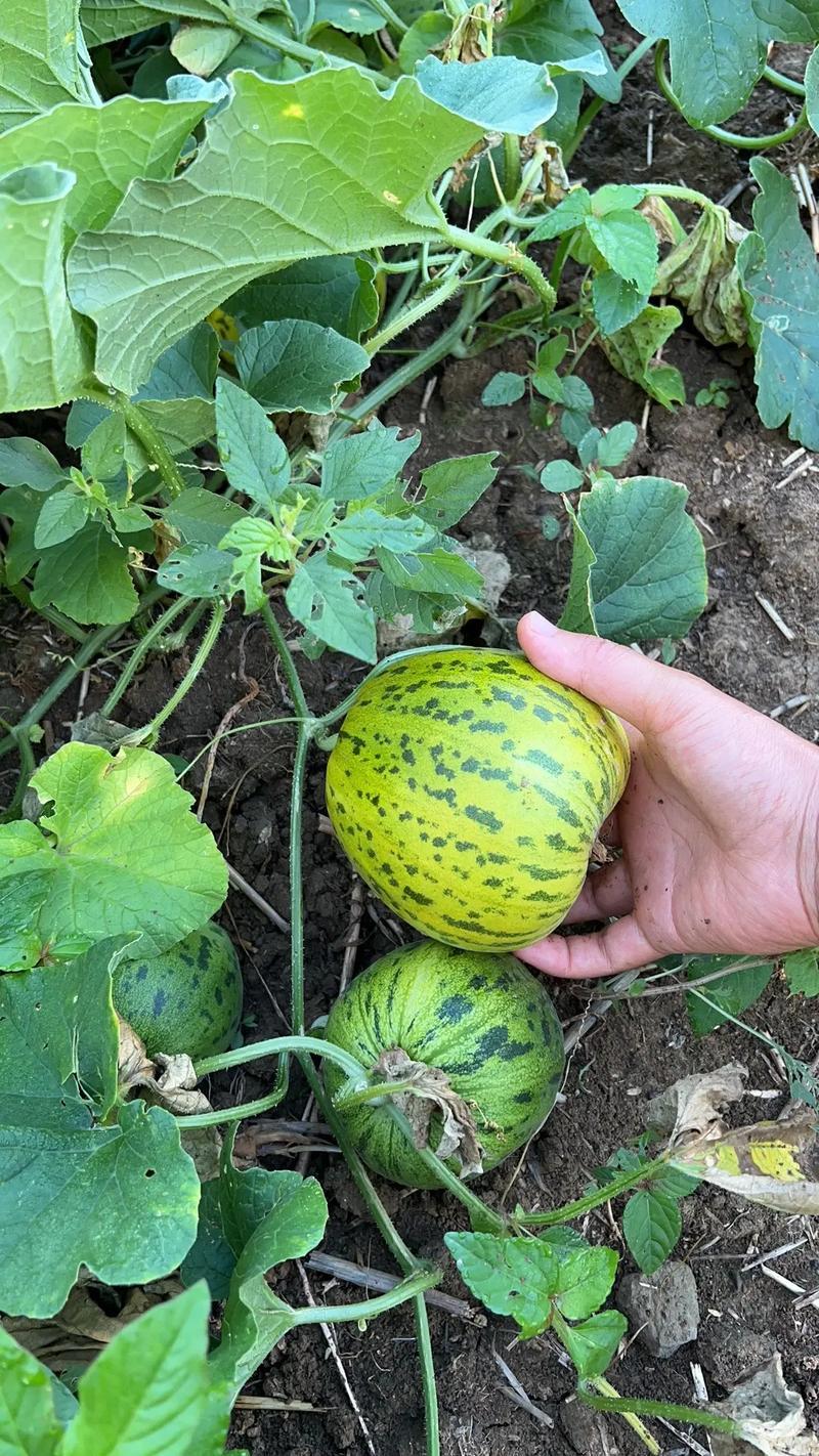 甜瓜苗嫁接甜瓜直根甜瓜花蕾基地直发