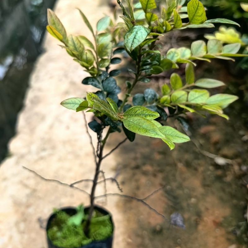 黑骨茶紫檀花卉盆景盆景盆花庭院绿化自家苗场