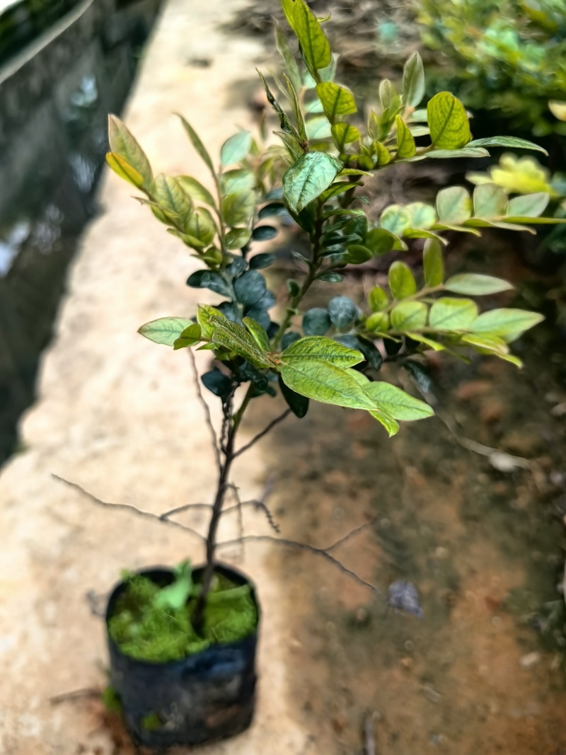黑骨茶紫檀花卉盆景盆景盆花庭院绿化自家苗场