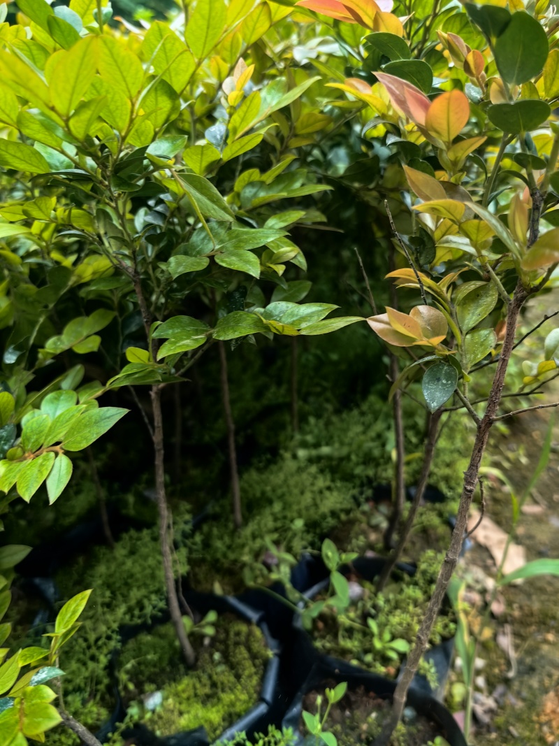 黑骨茶紫檀花卉盆景盆景盆花庭院绿化自家苗场