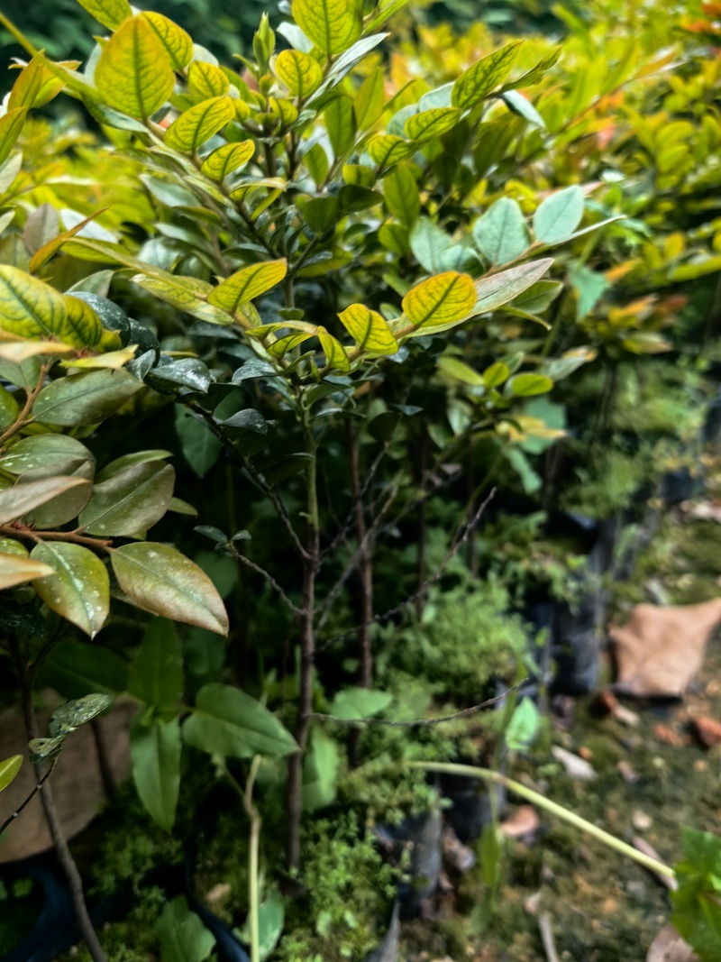 黑骨茶紫檀花卉盆景盆景盆花庭院绿化自家苗场
