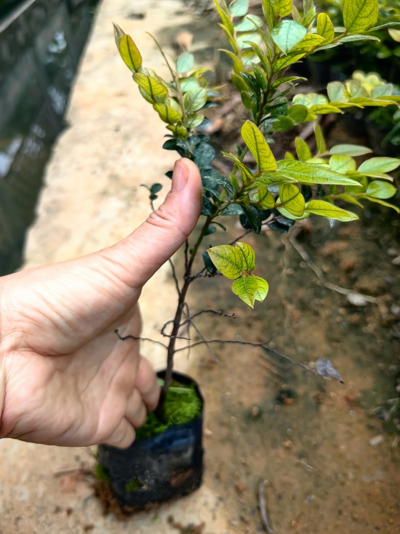 黑骨茶紫檀花卉盆景盆景盆花庭院绿化自家苗场