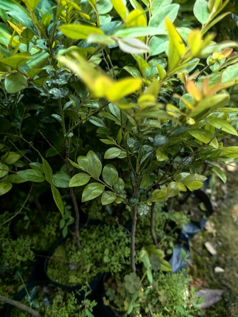 黑骨茶紫檀花卉盆景盆景盆花庭院绿化自家苗场