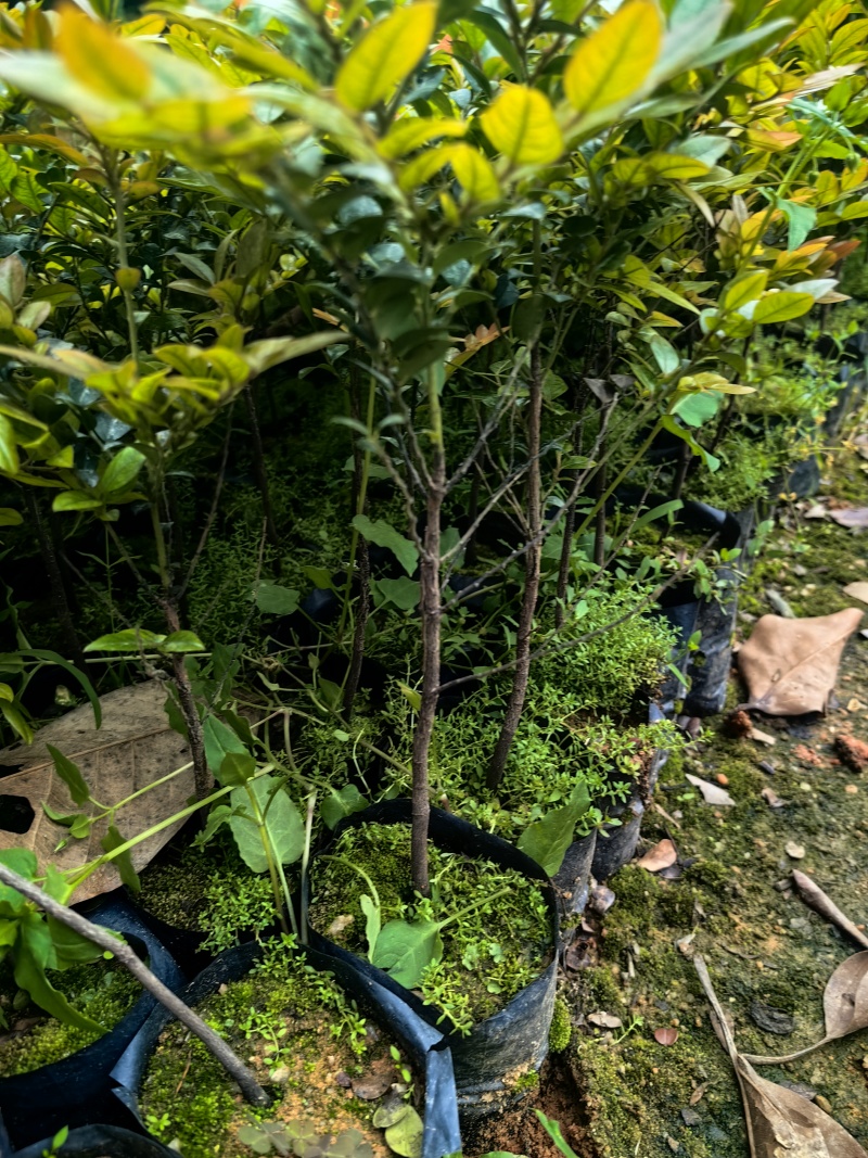 黑骨茶紫檀花卉盆景盆景盆花庭院绿化自家苗场
