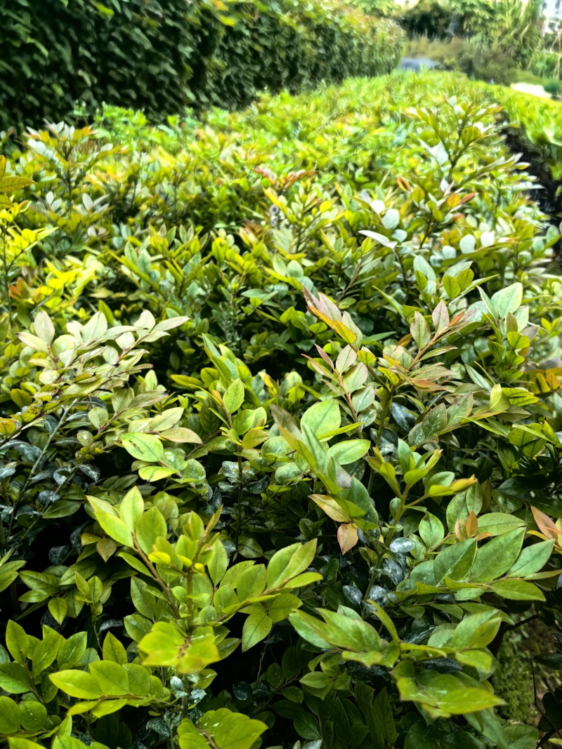 黑骨茶紫檀花卉盆景盆景盆花庭院绿化自家苗场