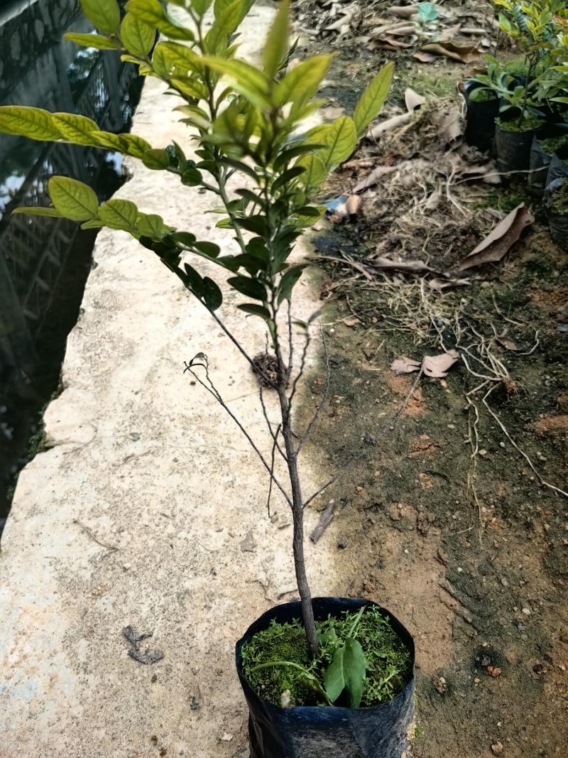 黑骨茶紫檀花卉盆景盆景盆花庭院绿化自家苗场