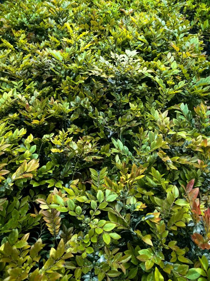 黑骨茶紫檀花卉盆景盆景盆花庭院绿化自家苗场