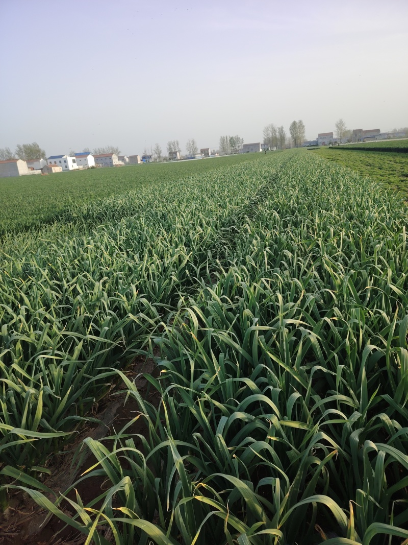 五一蒜苔大量上市