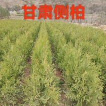 甘肃侧柏，自己家种植侧柏大量批发1米2米3米以上