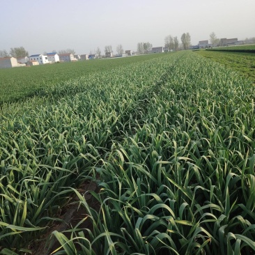 五一蒜苔大量上市