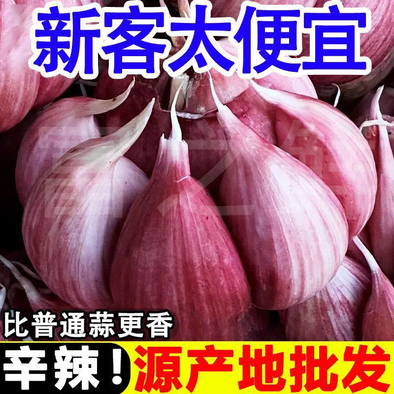 云南新鲜紫皮大蒜，线上线下支持一件代发