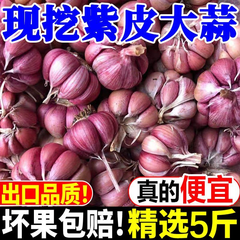 云南新鲜紫皮大蒜，线上线下支持一件代发