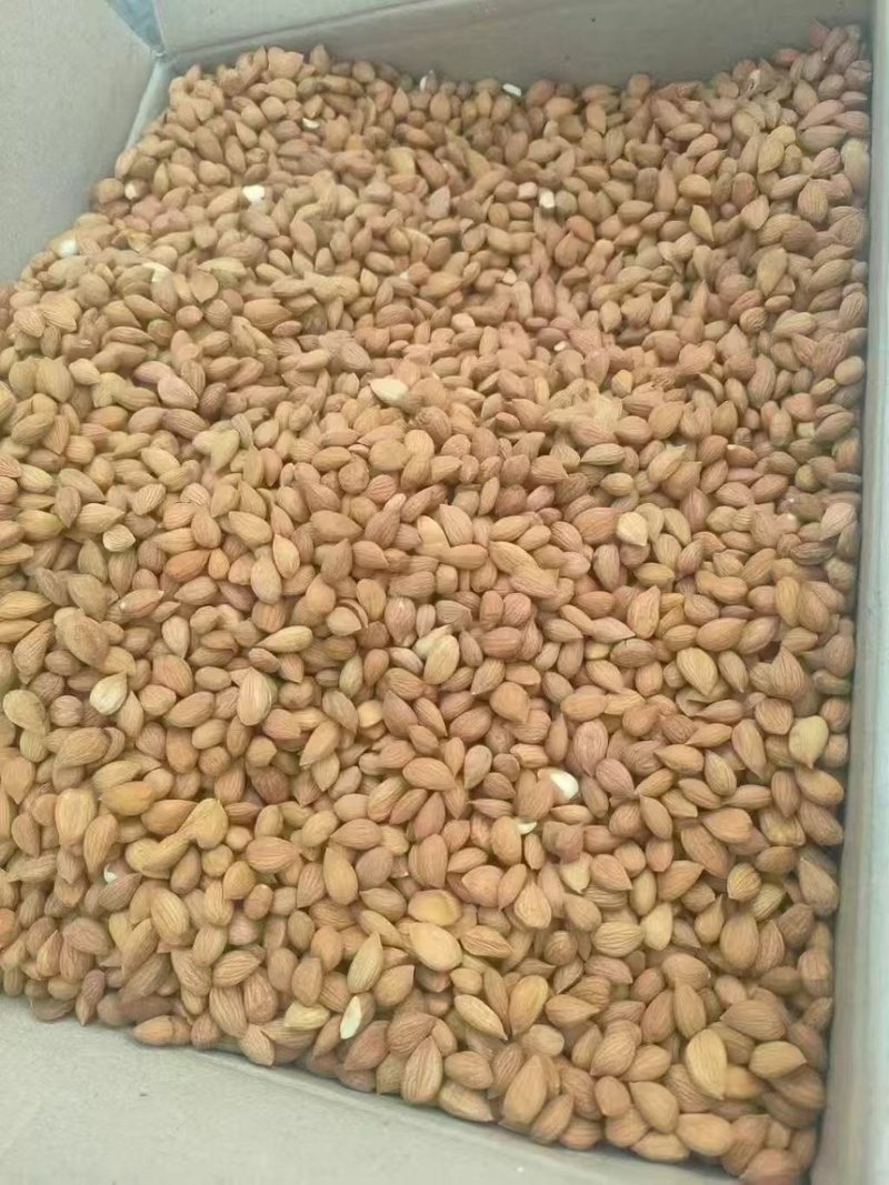 杏仁大量有货全国发货电商货