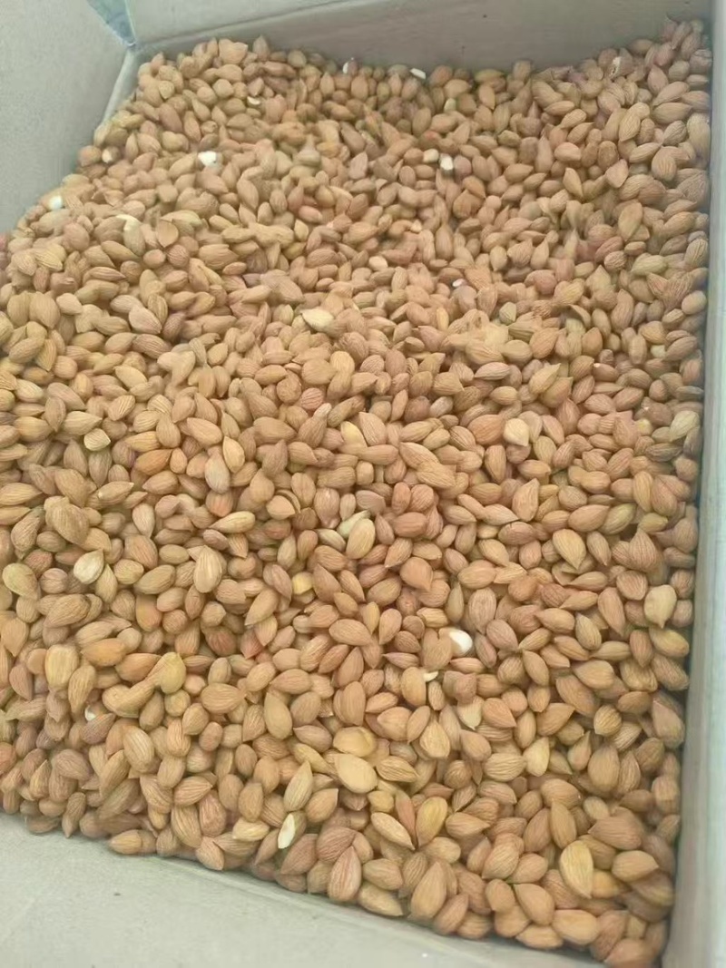 杏仁大量有货全国发货电商货