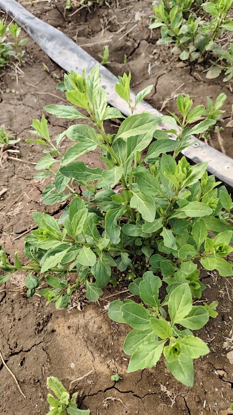 精品枸杞芽枸杞叶