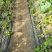 辽南地区大连铁皮西红柿口感纯正，产地直发，长期供货