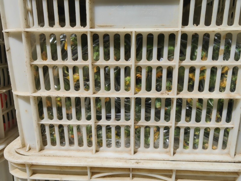河南精品黄瓜大量上市中.密刺青瓤，可供应市场.超市.电商