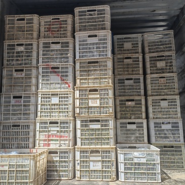 河南精品黄瓜大量上市中.密刺青瓤，可供应市场.超市.电商