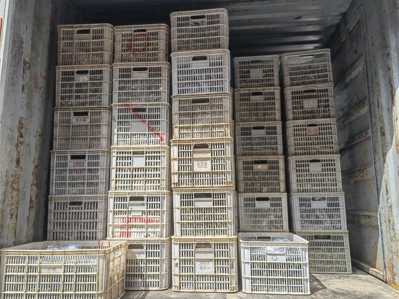 河南精品黄瓜大量上市中.密刺青瓤，可供应市场.超市.电商
