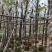 宫粉紫荆6公分现货还有300棵手快有手慢无