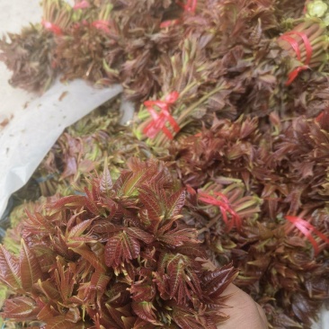 头茬香椿