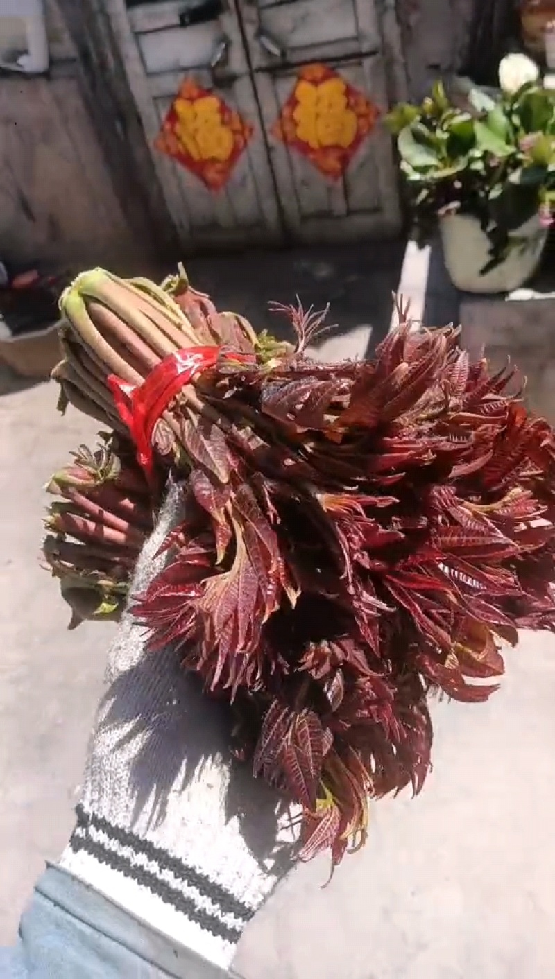 头茬香椿