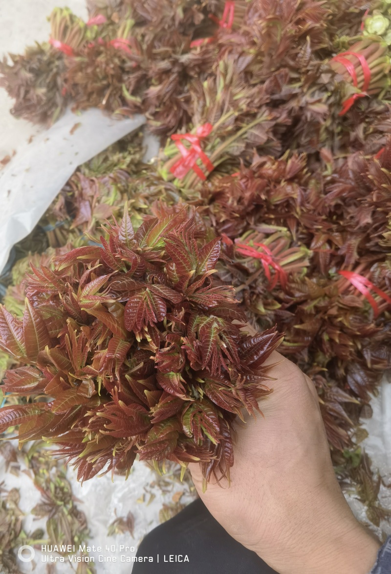 头茬香椿