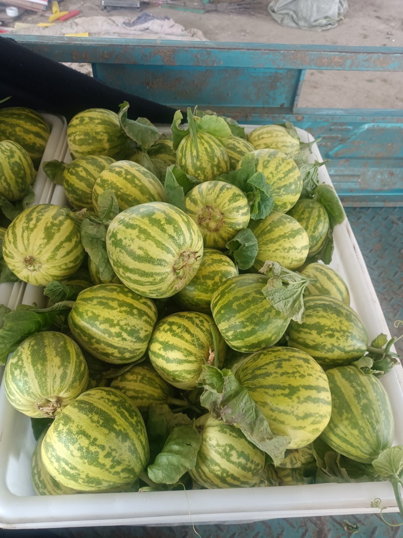 花蕾甜瓜，产地山东，又脆又甜，九成熟以上，糖粉14以上。