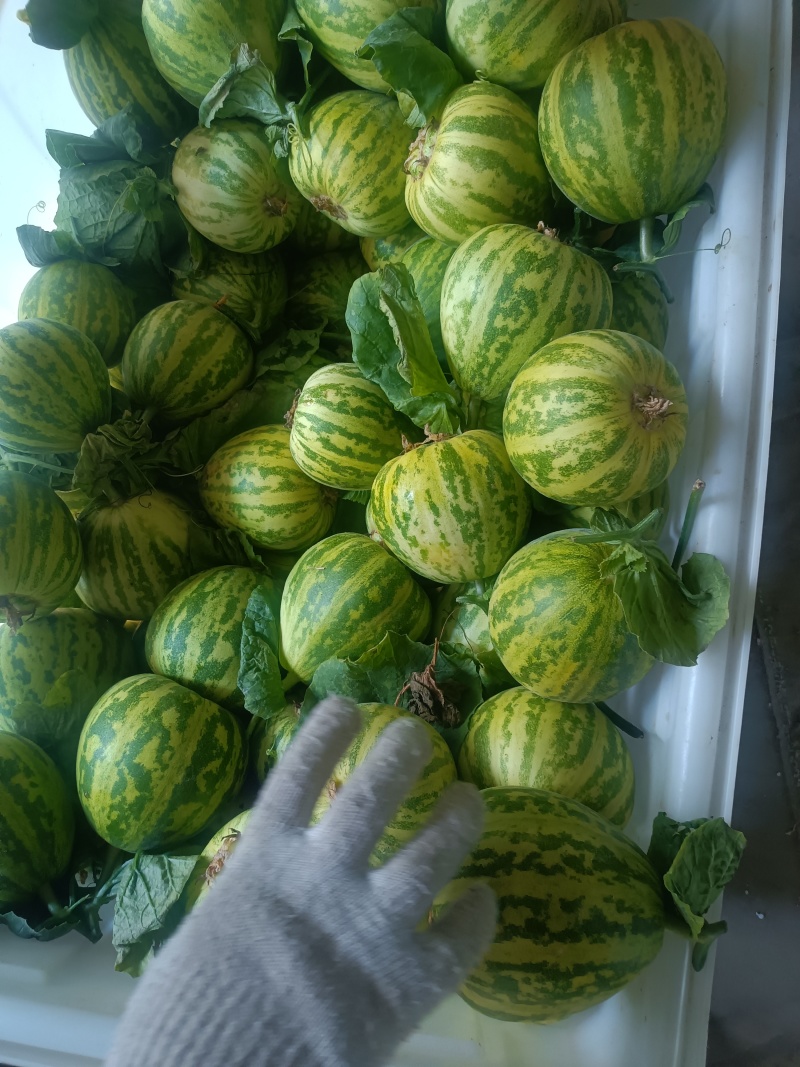 花蕾甜瓜，产地山东，又脆又甜，九成熟以上，糖粉14以上。