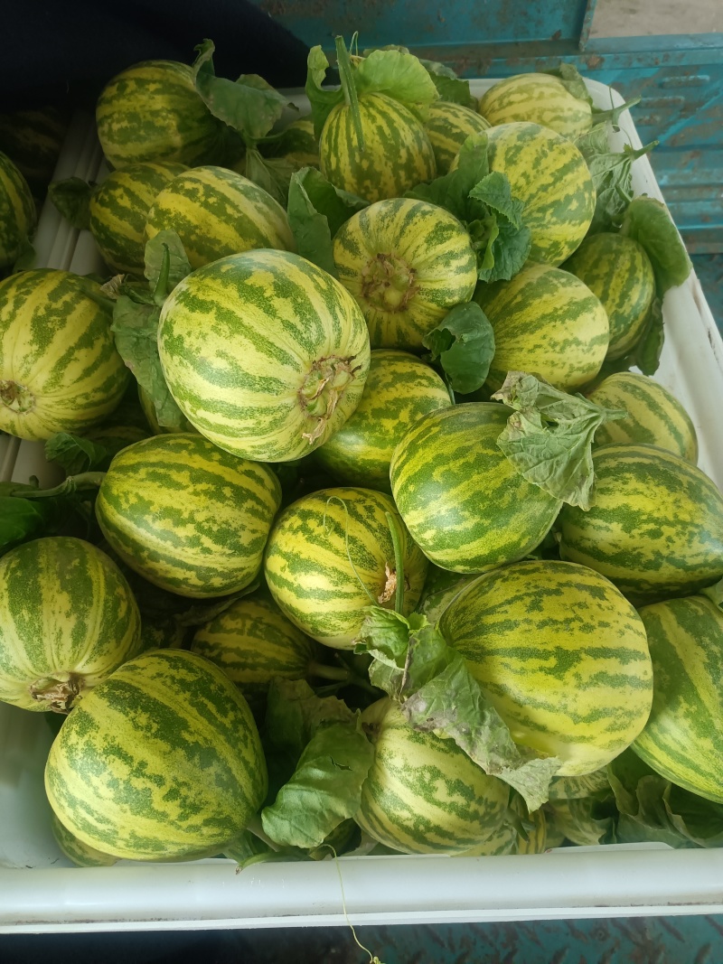 花蕾甜瓜，产地山东，又脆又甜，九成熟以上，糖粉14以上。