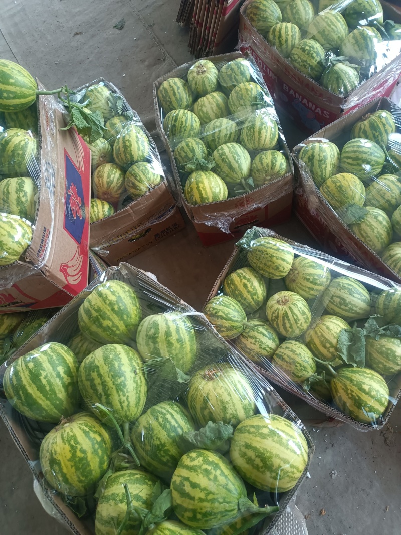 花蕾甜瓜，产地山东，又脆又甜，九成熟以上，糖粉14以上。