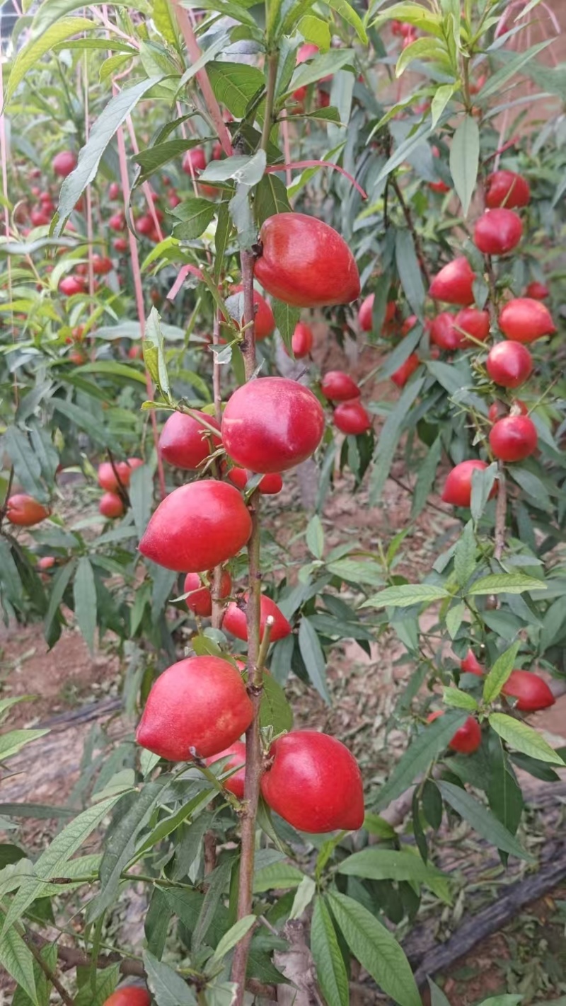山东聊城油桃大量上市欢迎随时联系，电商果，批发，超市