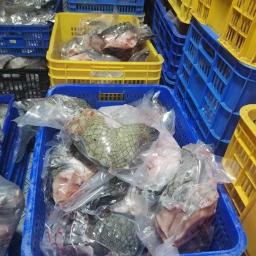 现杀鳄鱼肉鳄鱼尾